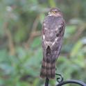 J01_4640 Sparrowhawk.JPG